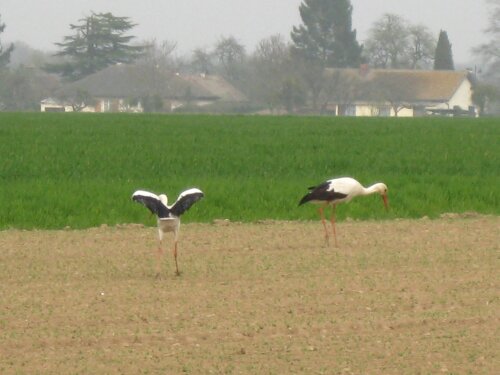 Cigognes au Fidelaire